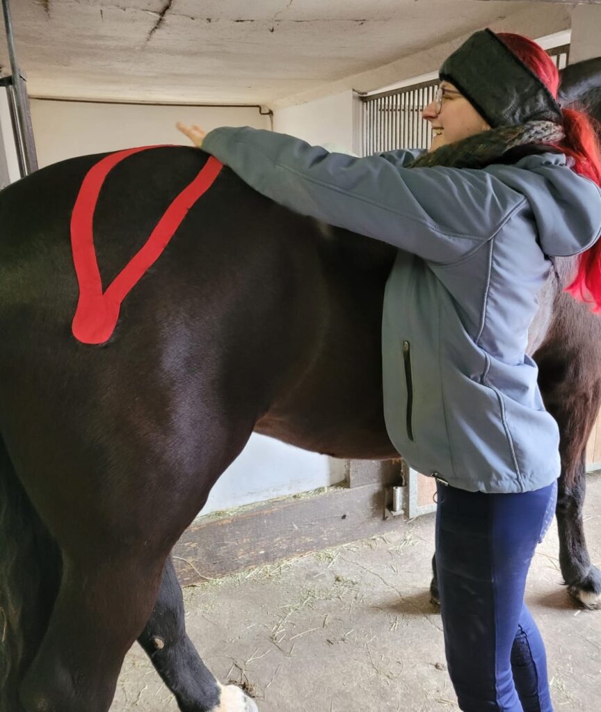 JK Pferdetherapie beim Kinesio Taping